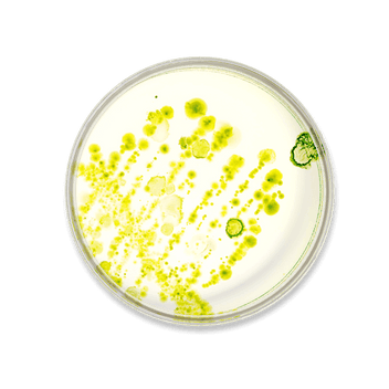 Lactobacillus paracasei D3-5